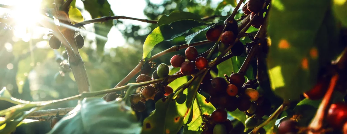 Nachhaltiger Robusta Kaffee aus Brasilien - Direkt Import