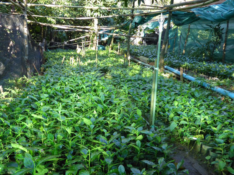 Thailändischer Röstkaffee – frisch gemahlene Kaffeebohnen aus Thailand, aromatisch und vollmundig, ganze Bohne 00