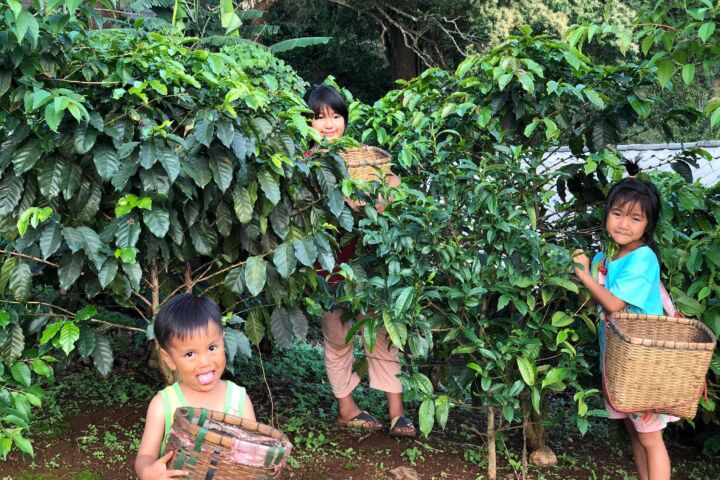 Thailändischer Röstkaffee – frisch gemahlene Kaffeebohnen aus Thailand, aromatisch und vollmundig, ganze Bohne 00