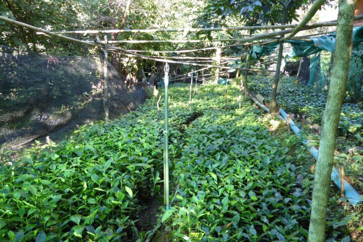 Thailändischer Röstkaffee – frisch gemahlene Kaffeebohnen aus Thailand, aromatisch und vollmundig, ganze Bohne 00