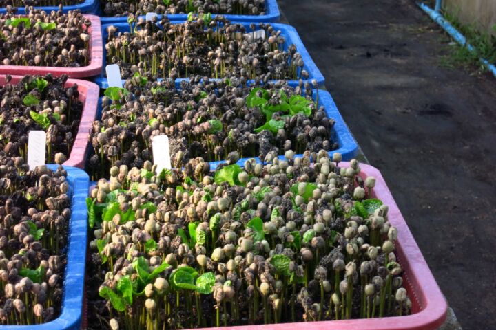 Thailändischer Röstkaffee – frisch gemahlene Kaffeebohnen aus Thailand, aromatisch und vollmundig, ganze Bohne 00