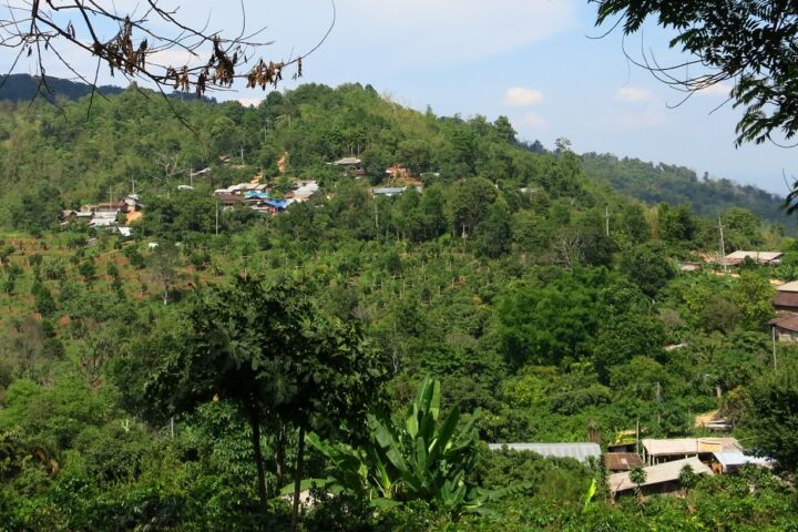 Thailändischer Röstkaffee – frisch gemahlene Kaffeebohnen aus Thailand, aromatisch und vollmundig, ganze Bohne 00