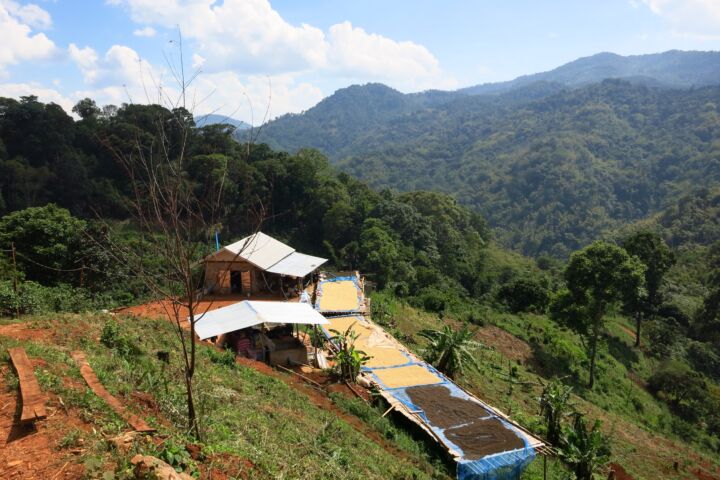 Thailändischer Röstkaffee – frisch gemahlene Kaffeebohnen aus Thailand, aromatisch und vollmundig, ganze Bohne 00