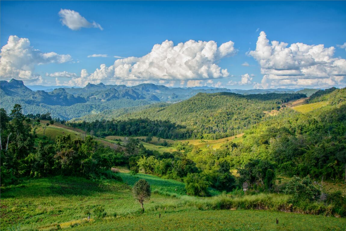 Thailändischer Röstkaffee – frisch gemahlene Kaffeebohnen aus Thailand, aromatisch und vollmundig, ganze Bohne 00