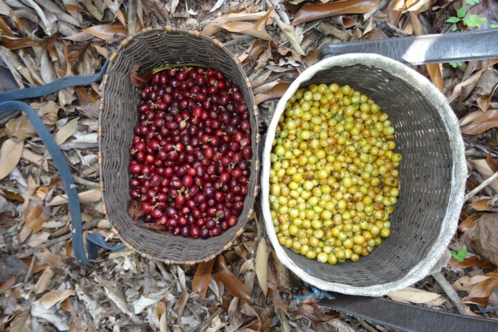 Thailändischer Röstkaffee – frisch gemahlene Kaffeebohnen aus Thailand, aromatisch und vollmundig, ganze Bohne 00