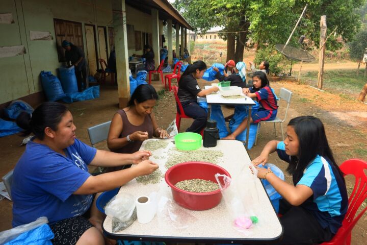 Thailändischer Röstkaffee – frisch gemahlene Kaffeebohnen aus Thailand, aromatisch und vollmundig, ganze Bohne 00
