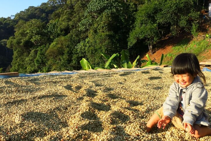 Thailändischer Röstkaffee – frisch gemahlene Kaffeebohnen aus Thailand, aromatisch und vollmundig, ganze Bohne 00