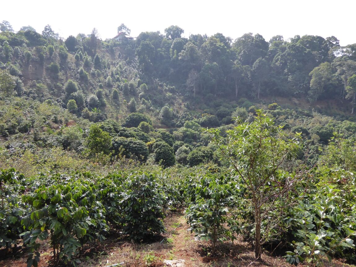 Thailändischer Röstkaffee – frisch gemahlene Kaffeebohnen aus Thailand, aromatisch und vollmundig, ganze Bohne 1