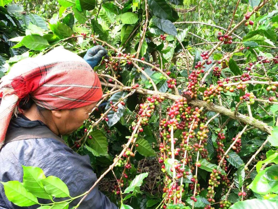 Thailändischer Röstkaffee – frisch gemahlene Kaffeebohnen aus Thailand, aromatisch und vollmundig, ganze Bohne 2