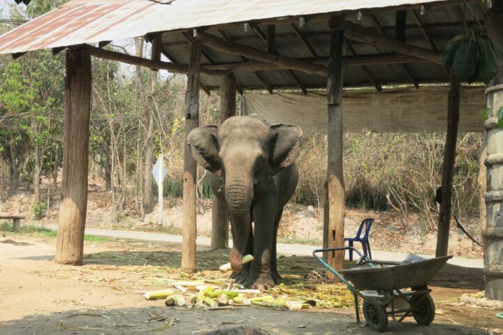 Thailändischer Röstkaffee – frisch gemahlene Kaffeebohnen aus Thailand, aromatisch und vollmundig, ganze Bohne 00